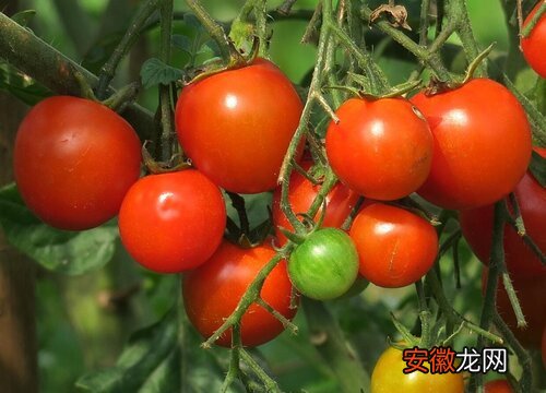 【吃】西红柿有苦味能吃吗？