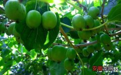 【桃】软枣猕猴桃几月份成熟？