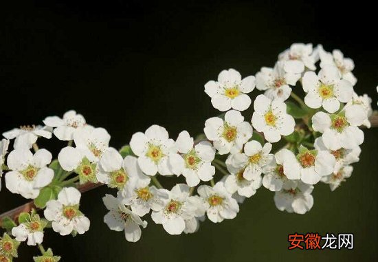 【花】春日里的“白雪公主”——喷雪花