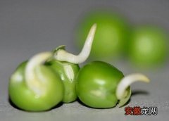 【吃】青豆生芽能吃吗？