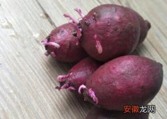 【吃】紫薯生芽能吃吗？