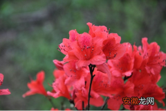 【映山红】种植映山红土壤配比很重要，映山红花土怎么配？