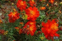 【颜色】硫华菊的花有几种颜色？独特的硫华菊可不止有一种花色！