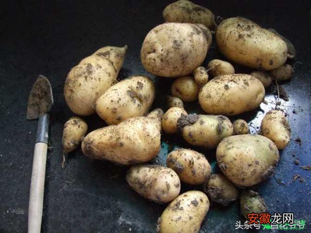 【花】发芽的土豆别扔，放花盆里，不用管，能结出一大盆土豆来。