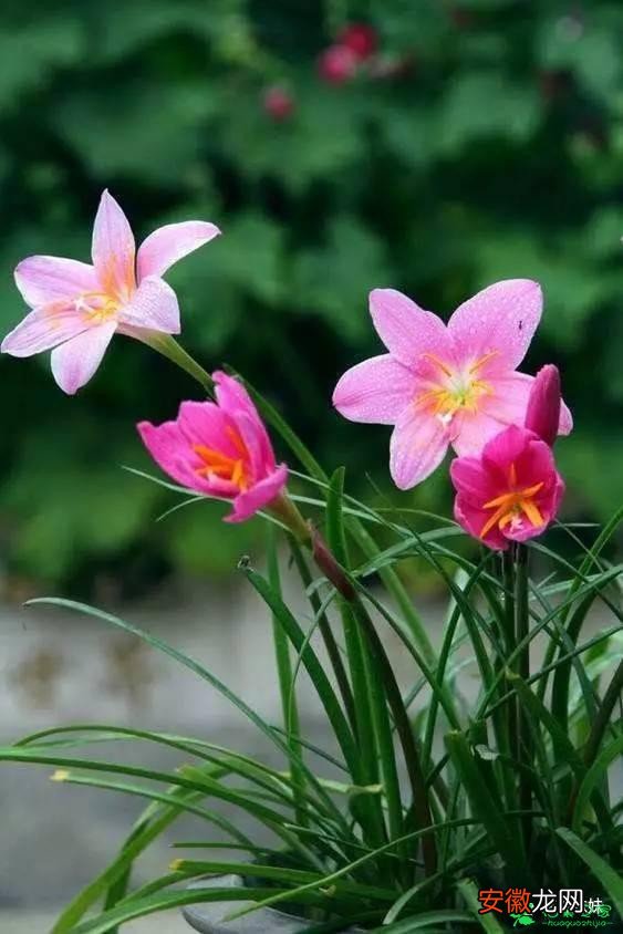 【开花】这3种花很容易开花爆盆，一根枝条就能繁殖，养护简单。