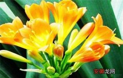 【兰花】君子兰花卉养殖方法