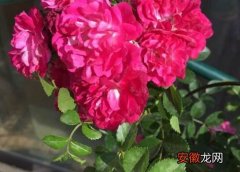 【花】蔷薇花香有毒吗？