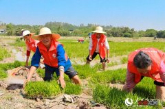 插秧正当时 泸州泸县福集镇3万亩水稻4月底实现满栽满插