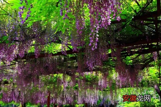 【花】嘉定紫藤园5月花开旺盛
