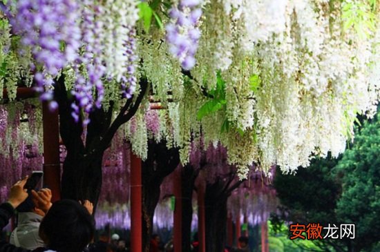 【花】嘉定紫藤园5月花开旺盛
