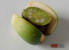 【吃】槟榔果核能吃吗？