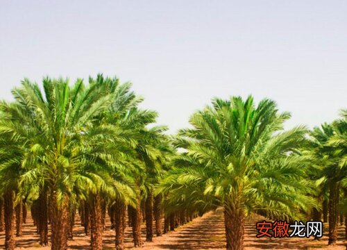 【棕榈树】棕榈树风水作用与寓意？