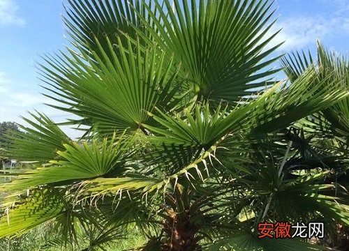 【棕榈树】棕榈树风水作用与寓意？