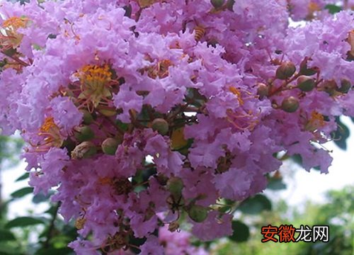 【风水】紫薇树风水作用与寓意？