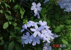 【花】蓝雪花适合在室内养吗？
