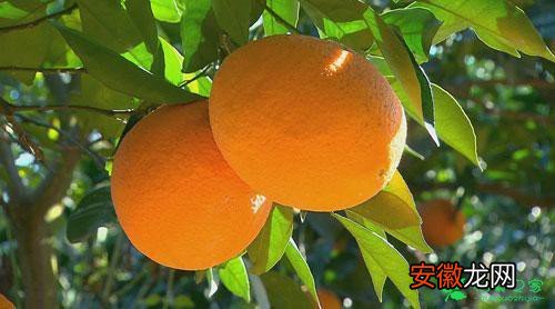 【冬天】最适合冬天吃的水果之10个城市10个橙