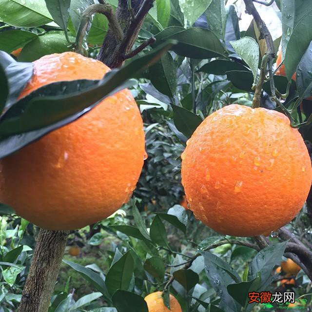 【冬天】最适合冬天吃的水果之10个城市10个橙