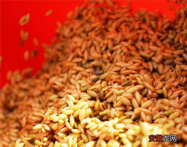 怒江州开启“滇禾优615”水稻首次旱种实验