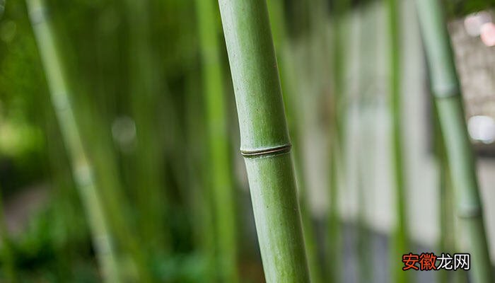 【花语】竹的寓意与花语 竹的寓意与花语是什么