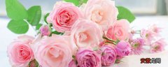 【玫瑰花】19朵白玫瑰花语是什么 19朵白色玫瑰花语是什么意思