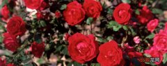 【花语】红玫瑰的花语是什么象征 红玫瑰的花语和寓意是什么