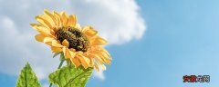 【开花】太阳花开花后怎么处理 太阳花后期养护