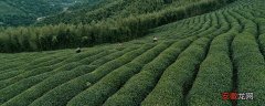 【种类】茶树种类 茶树种类有哪些