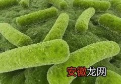 硝化细菌的用法和用量 硝化细菌的作用及使用方法