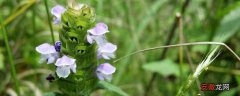 【花】开紫色小花的草药是夏菇草吗