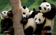 熊猫为什么会成为国宝作文 国宝大熊猫的价值