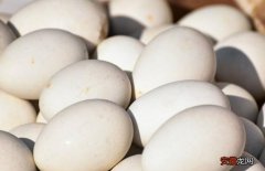 鹅蛋蒸煮好吃又嫩的方法 鹅蛋煮多久能煮熟