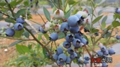 【蓝莓】种植蓝莓需要什么条件 如何种植蓝莓