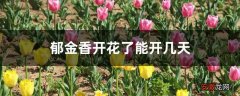 【开花】郁金香开花了能开几天