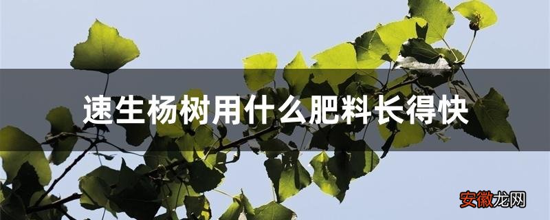 【肥料】速生杨树用什么肥料长得快