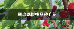 【品种】黑珍珠樱桃品种介绍