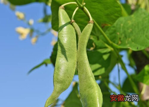 【季节】四季豆什么季节吃最好？