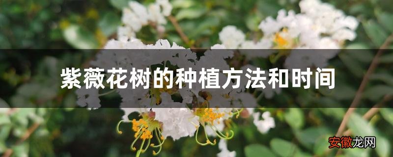 【树】紫薇花树的种植方法和时间