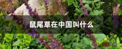 【鼠尾草】鼠尾草在中国叫什么