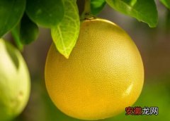 【季节】柚子什么季节吃最好？