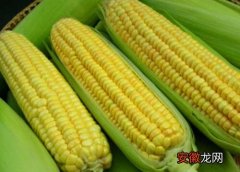 【季节】玉米什么季节吃最好？