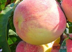 【桃子】桃子什么季节吃最好？