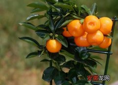 【季节】橘子什么季节吃最好？