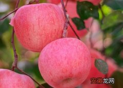 【季节】苹果什么季节吃最好？