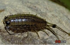 海蟑螂介绍和作用 海蟑螂可以吃吗