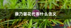 【花】康乃馨花代表什么含义