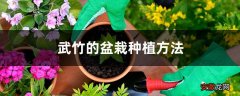 【种植方法】武竹的盆栽种植方法