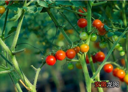 【种植】阳台种植小番茄的时间和方法？