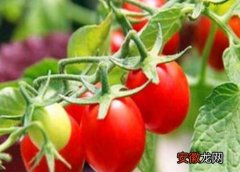 【种植】阳台种植小番茄的时间和方法？