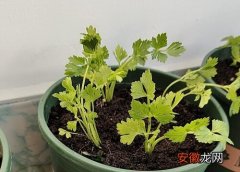 【种植】阳台种植芹菜的时间和方法？