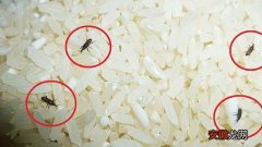 大米生虫的处理方法 大米为什么会生虫子